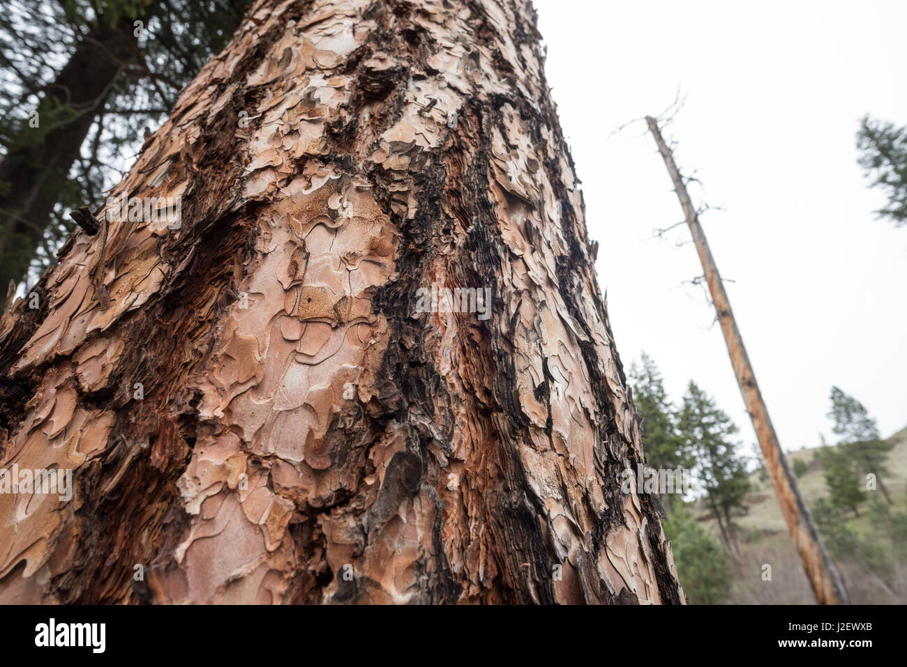 Ponderosa pine tree, Wallowa - Whitman National Forest, Oregon. Stock Photo