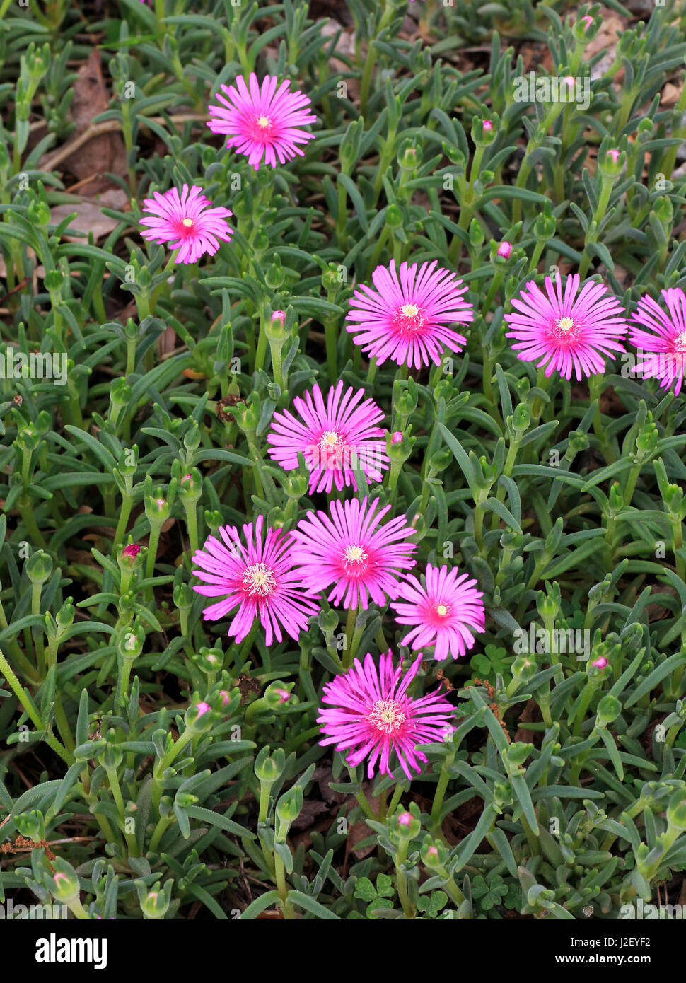 Ice Plant High Resolution Stock Photography And Images Alamy