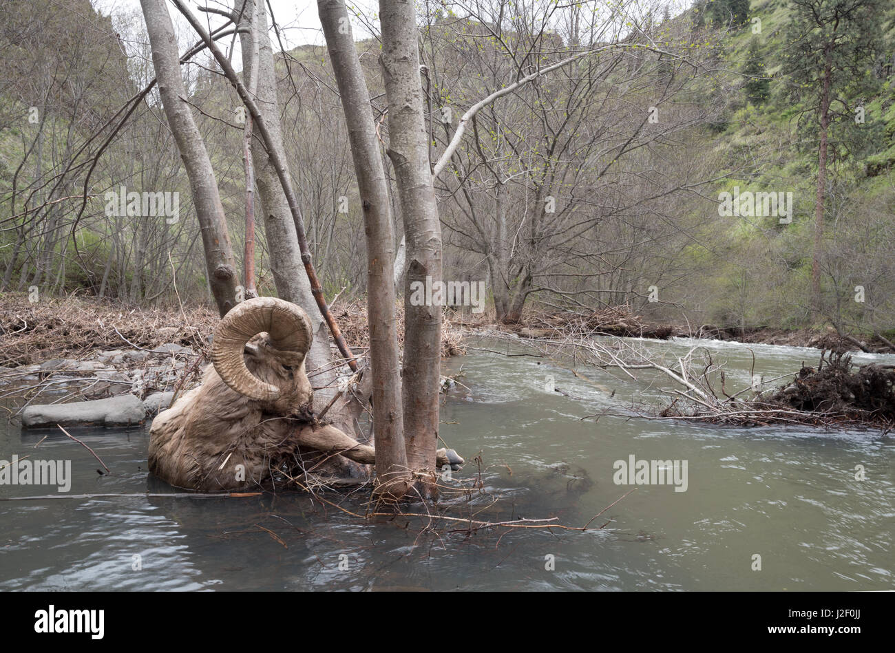 Dead ram hi-res stock photography and images - Alamy