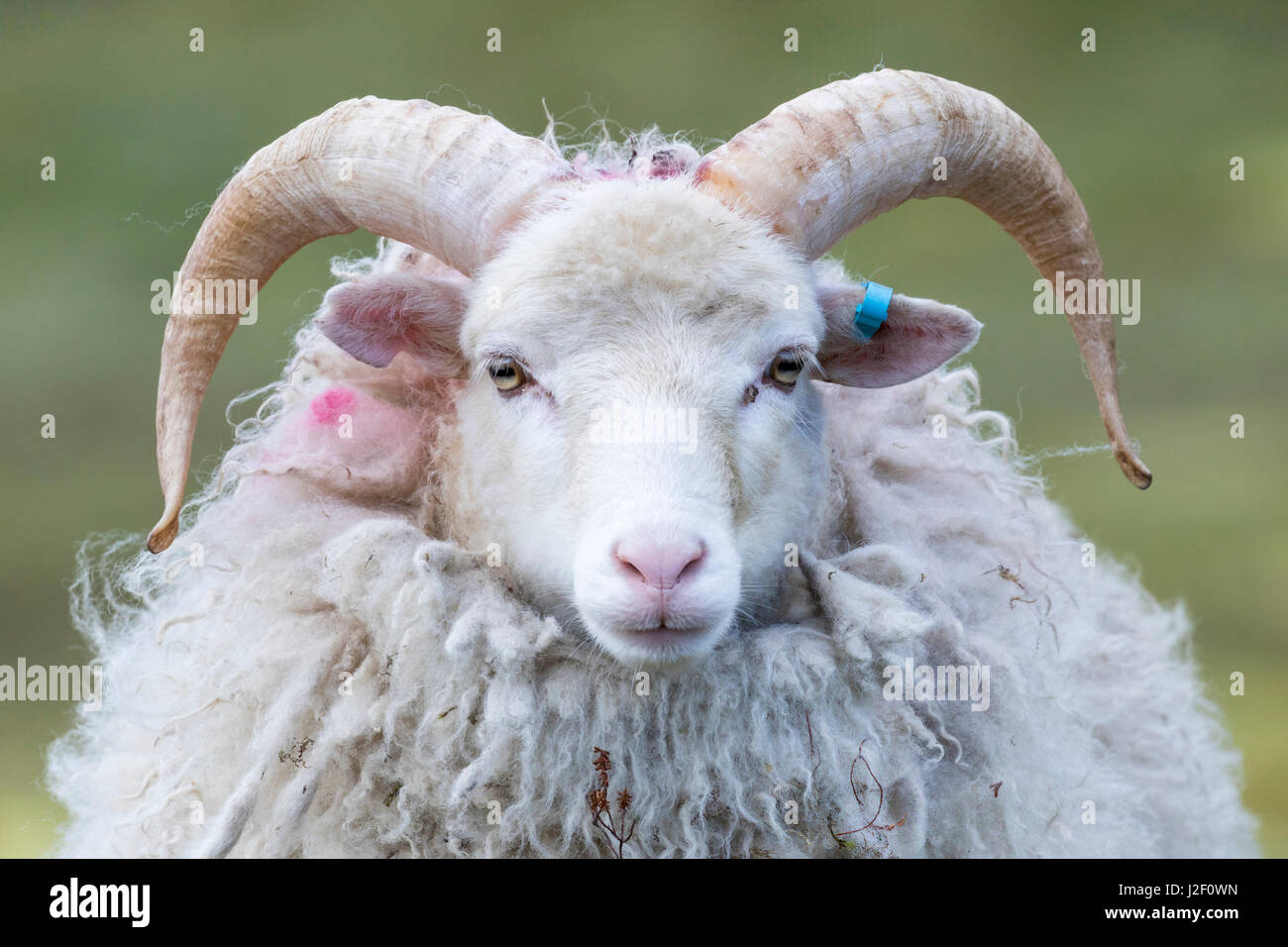 Shetland sheep ram rare breed hi-res stock photography and images - Alamy