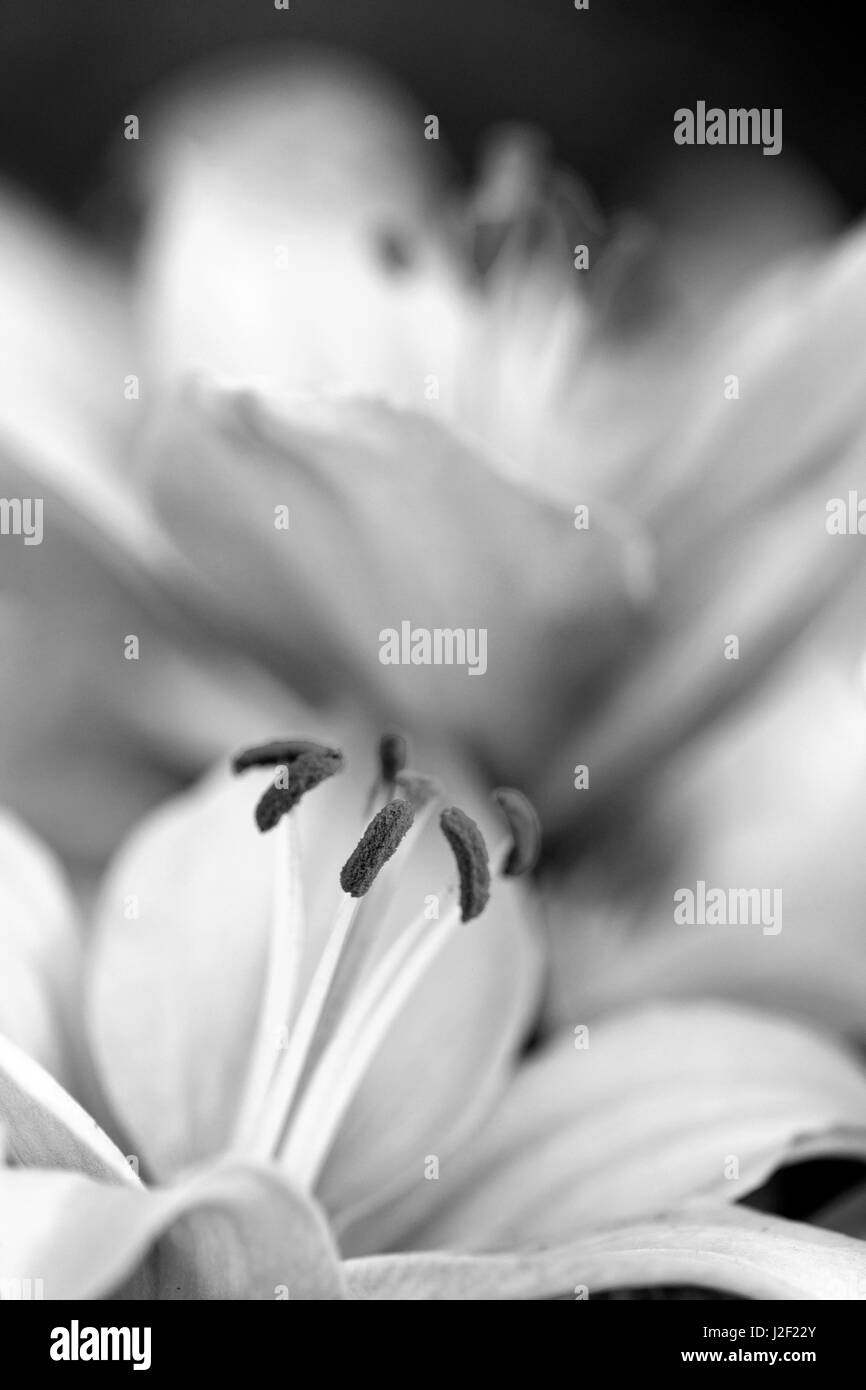 Close-up of hybrid Lily Stock Photo