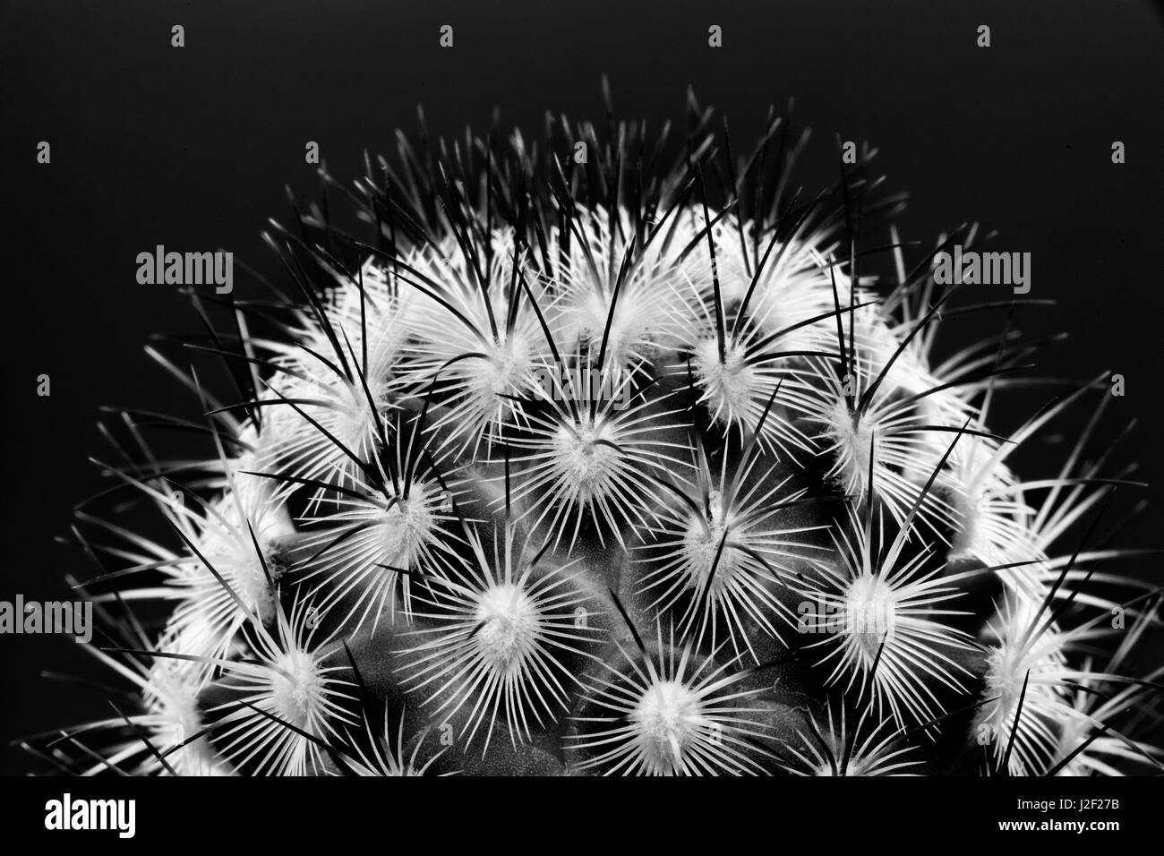 Black and White pattern of small cactus spines Stock Photo
