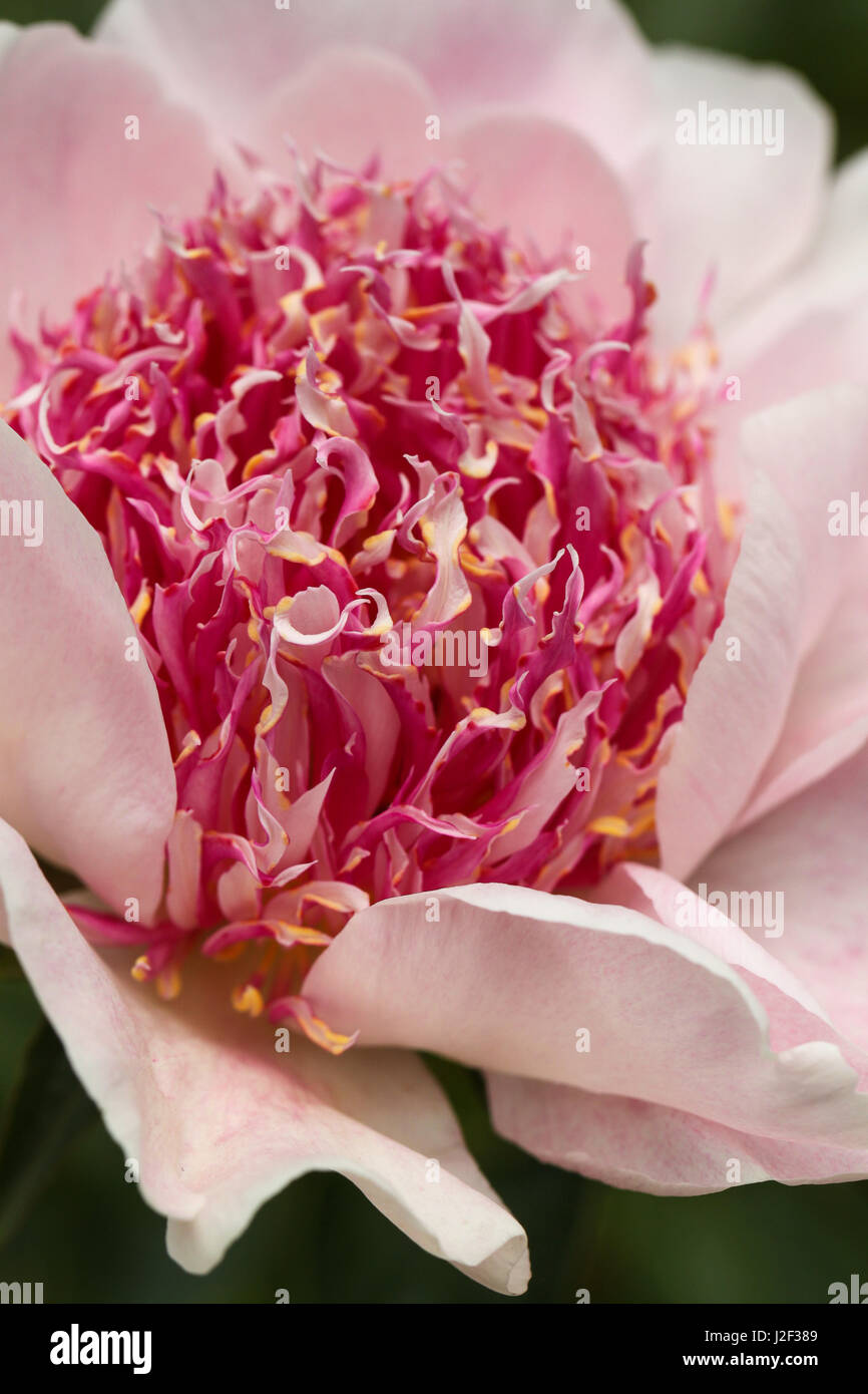 Do Tell Peony. Interesting and colorful anemone-like stamen in pink and white, tipped with yellow, are surrounded by beautiful soft pink petals. Stock Photo