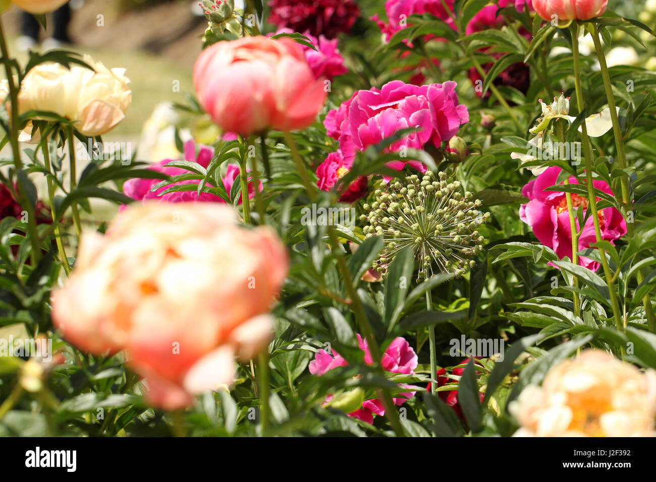 Peonies. A garden bed full of delightful pink, fuchsia and coral pink peonies in contrast with greenery and the sky in early June. Stock Photo