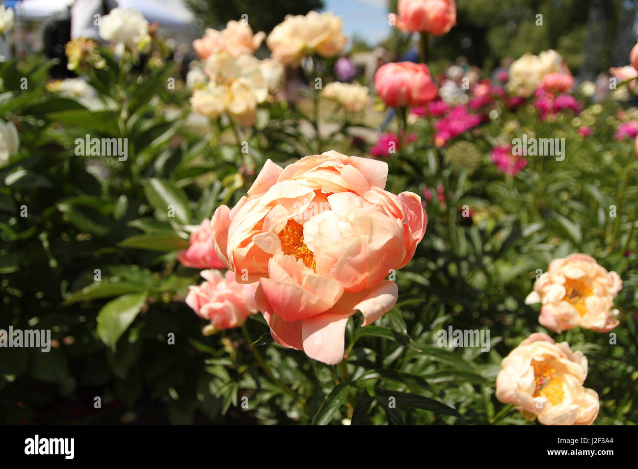 Peonies. A garden bed full of delightful pink, fuchsia and coral pink peonies in contrast with greenery and the sky in early June. Stock Photo