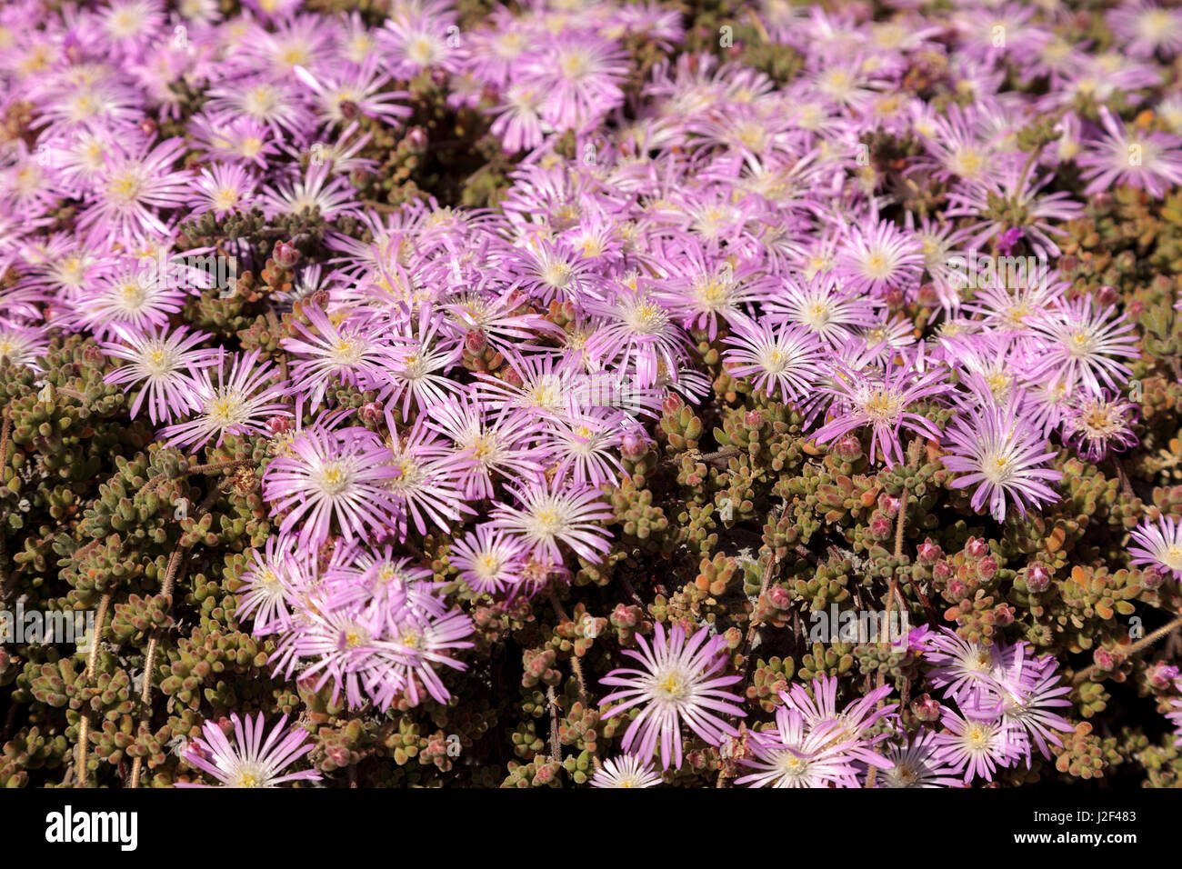 Pink Flower On An Ice Plant Succulent Carpobrotus Edulis Creeping Ground Cover Textured Background Stock Photo Alamy