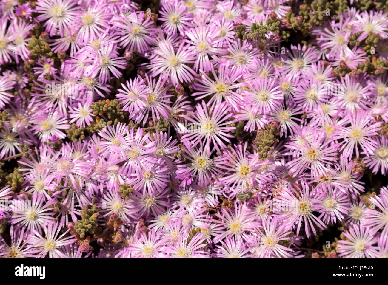 Creeping Ground Cover Hi Res Stock Photography And Images Alamy