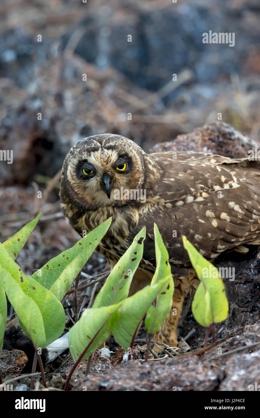Ecuador, Galapagos Islands, Genovesa, Prince Philip's Steps, short-eared owl, (Asio flammeus galapagoensis). Short-eared owl eating bird. Stock Photo