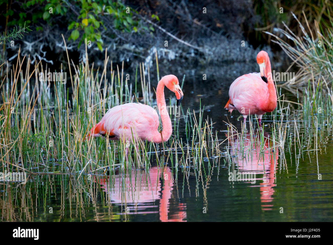Ecuador Galapagos Islands Isabela Punta Moreno Greater Flamingo ecuador-galapagos-islands-isabela-punta-moreno-greater-flamingo
