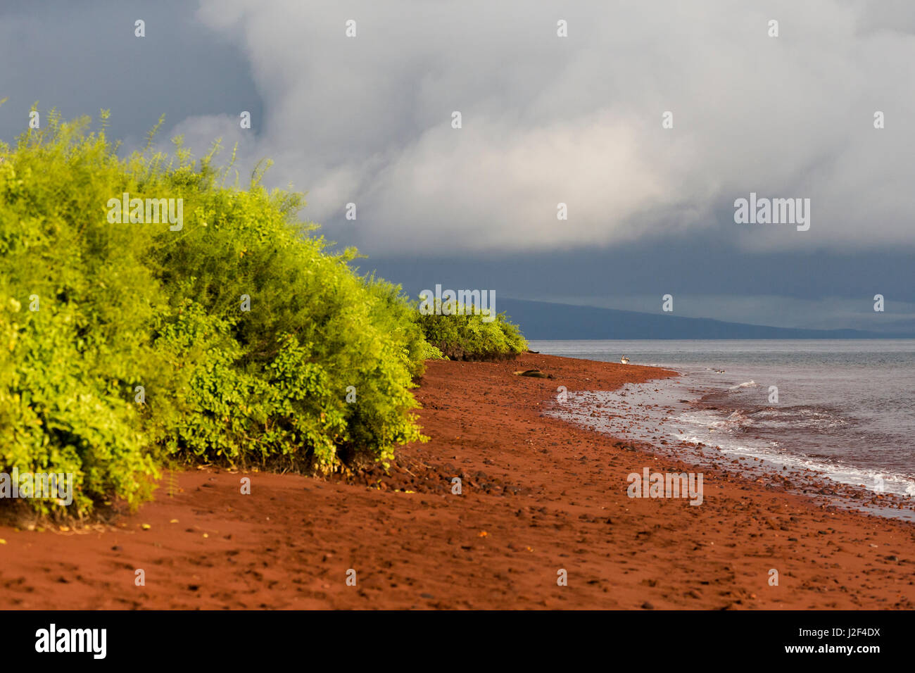 Ecuador, Galapagos Islands, Rabida, Red Beach, saltbrush, (Cryptocarpus pyriformis). View of the red beach sand and saltbrush. Stock Photo