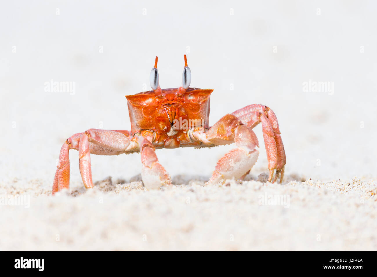 Ecuador, Galapagos Islands, San Cristobal, Cerro Brujo, ghost crab, (Ocypode gaudichaudii). Ghost crab portrait. Stock Photo