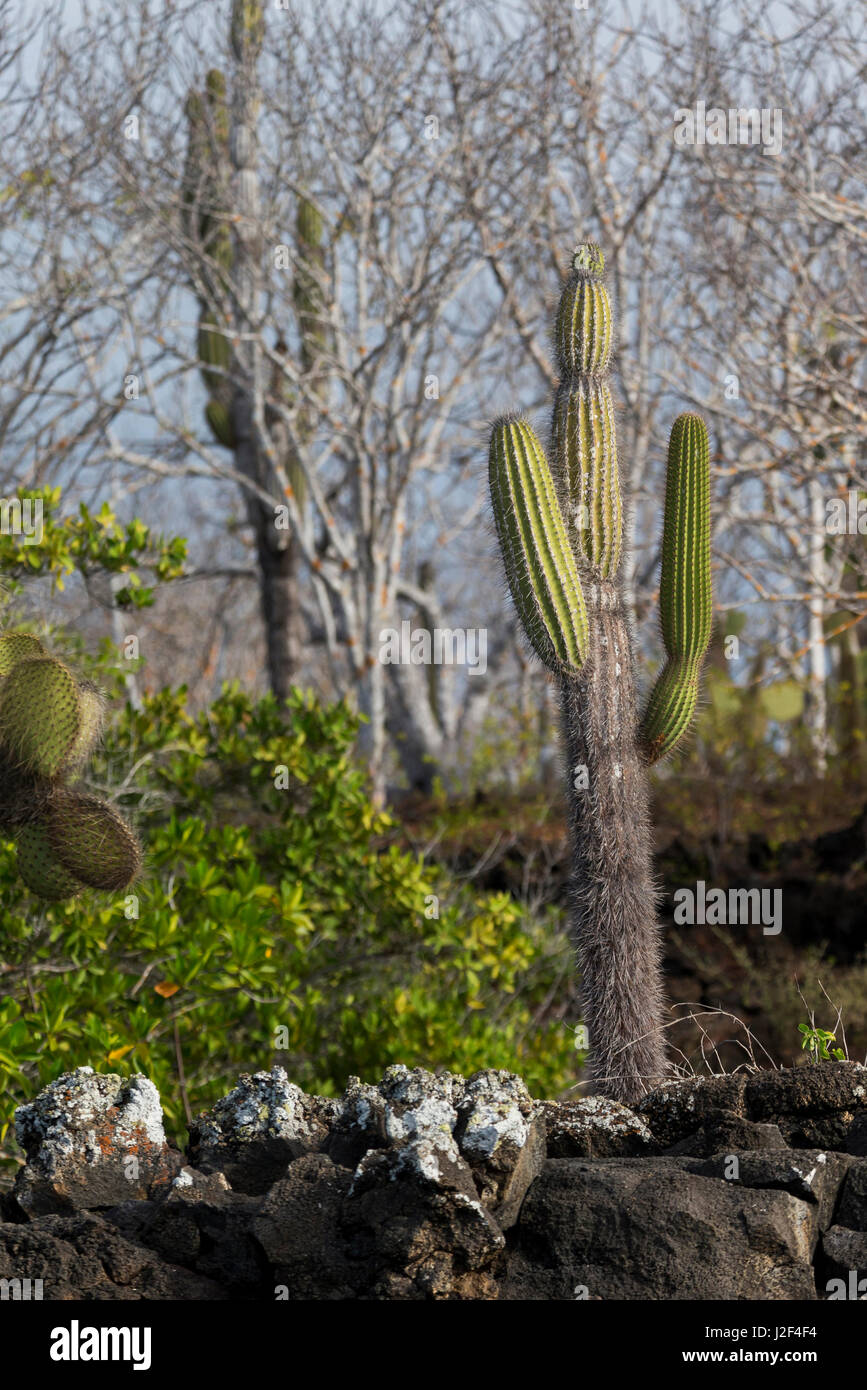 Ecuador, Galapagos Island, Santa Cruz, Isla Eden, candelabra cactus  (Jasminocereus thouarsii), palo santo (Bursera graveolens). Vegetation  typical of Santa Cruz Stock Photo - Alamy