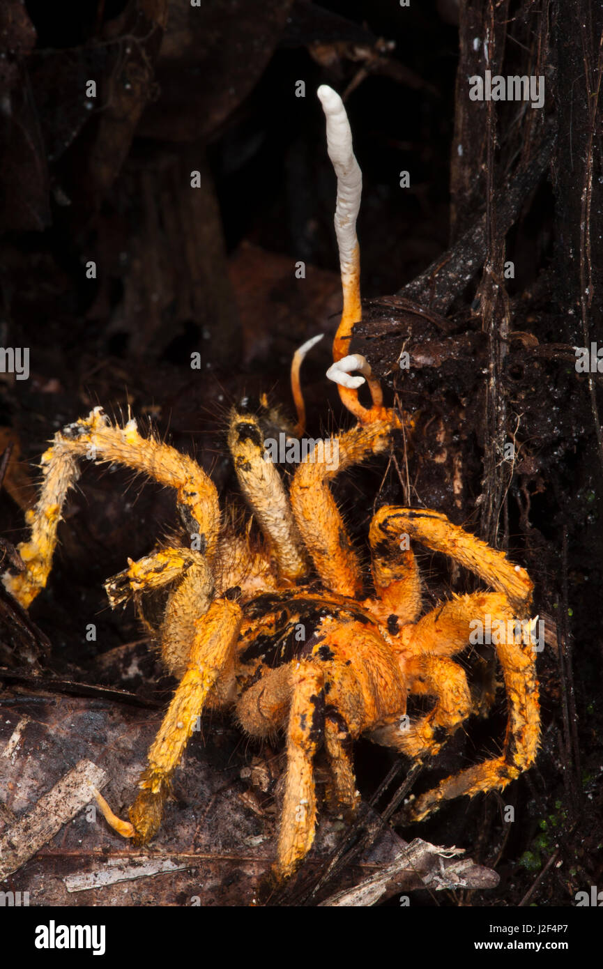 Cordyceps Fungus (Cordyceps) genus of ascomycete fungi invading Tarantula , Yasuni National Park, Amazon Rainforest, Ecuador. South America Stock Photo