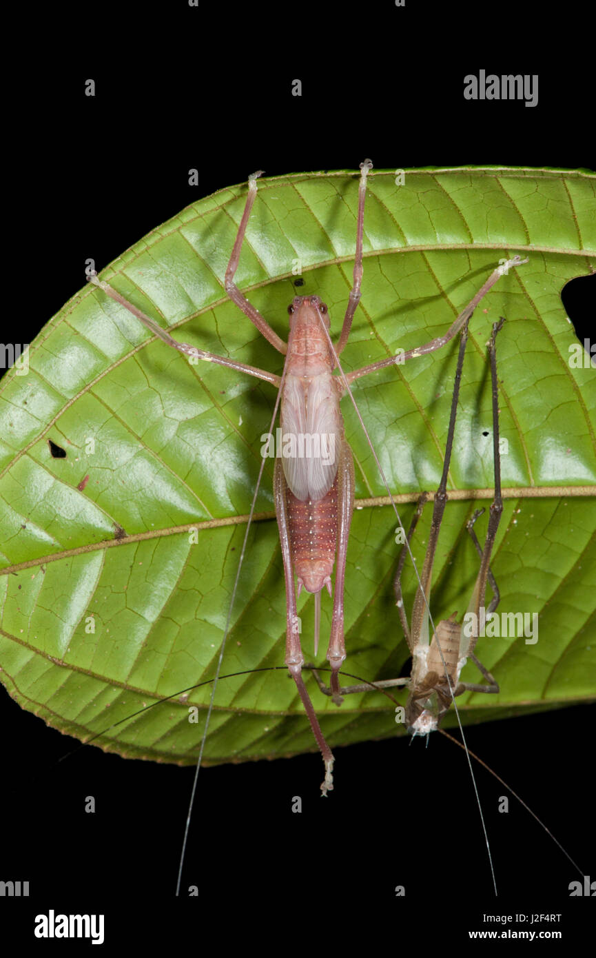 Katydid Molting (Pseudophyllinae) Yasuni National Park, Amazon ...