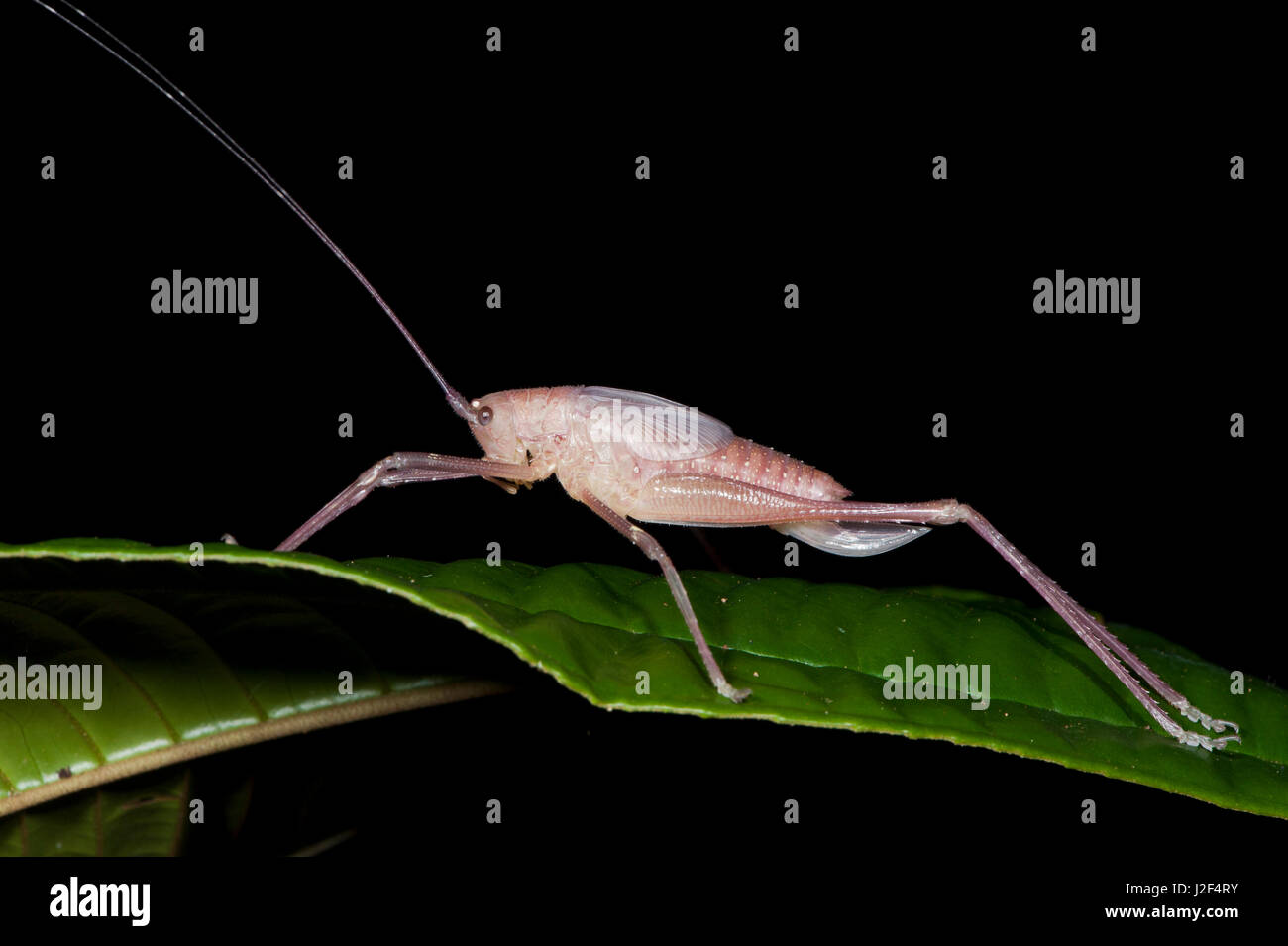 Katydid Molting (Pseudophyllinae) Yasuni National Park, Amazon ...