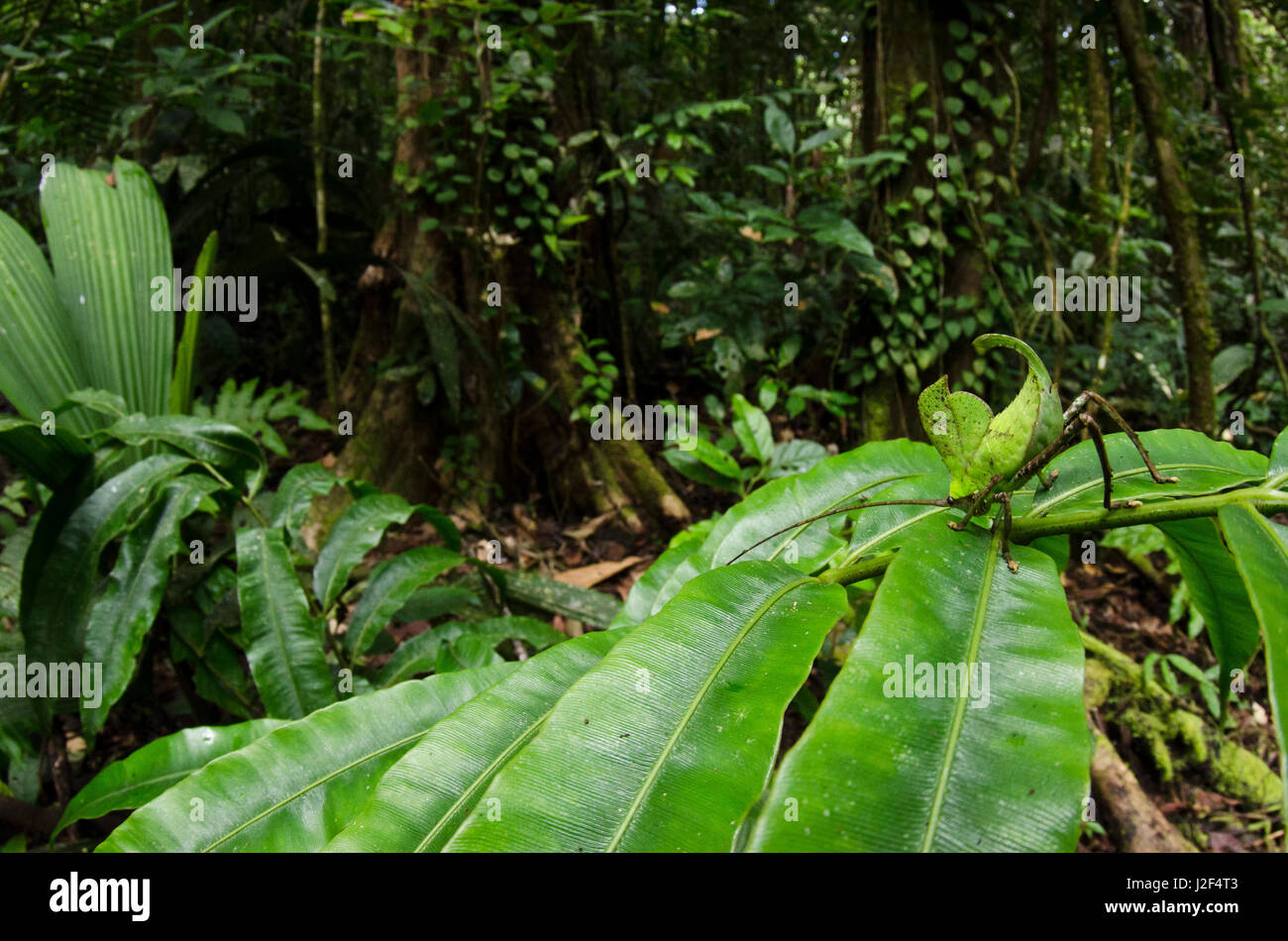 Leaf Katydid (Cycloptera speculata), Yasuni National Park, Amazon Rainforest, Ecuador. South America Stock Photo
