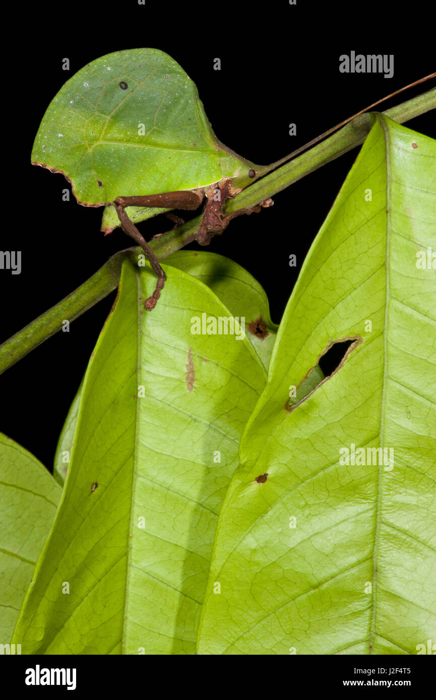 Leaf Katydid (Typophyllum), Yasuni National Park, Amazon Rainforest. Ecuador. South America Stock Photo