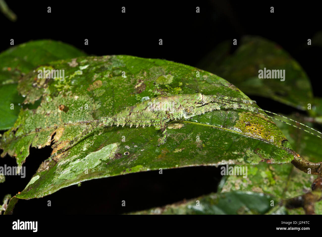 Lichen-mimicking Katydid (Dysonia), Yasuni National Park, Amazon Rainforest, Ecuador. South America Stock Photo