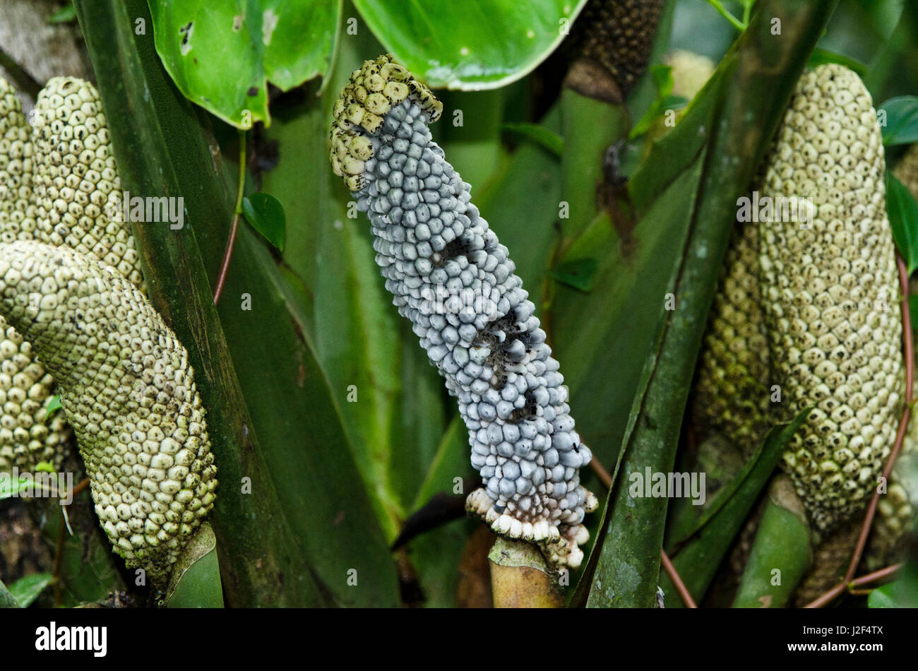 Philodendron with fruit (Philodendron Araceae), Yasuni National Park,  Amazon Rainforest, Ecuador. South America Stock Photo - Alamy