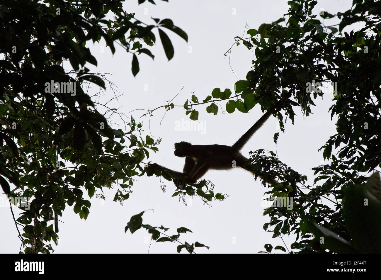 Macaco aranha de testa branca hi-res stock photography and images - Alamy