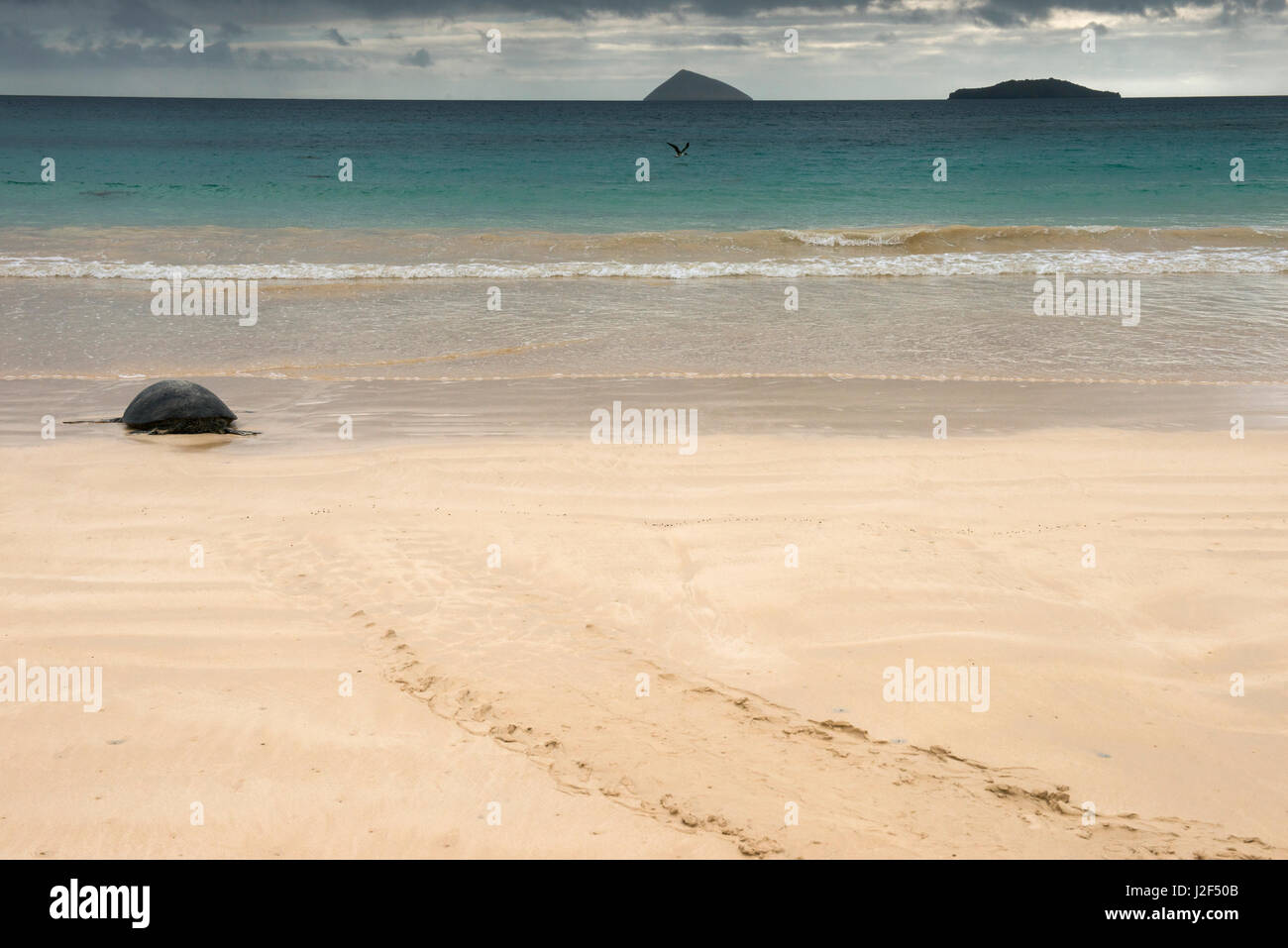 Galapagos Green Sea Turtle (Chelonia mydas agassizi) Nesting Female. Floreana Island, Galapagos Islands, Ecuador, Endemic Subspecies Stock Photo