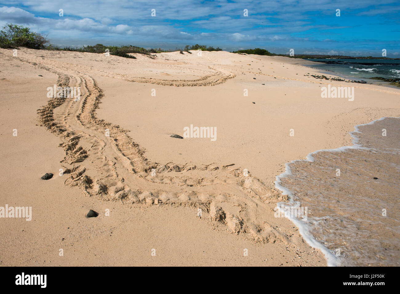 Galapagos Green Sea Turtle (Chelonia mydas agassizi) Tracks of Nesting Female. Las Bachas Santa Cruz Island Galapagos Islands, Ecuador, Endemic Subspecies Stock Photo