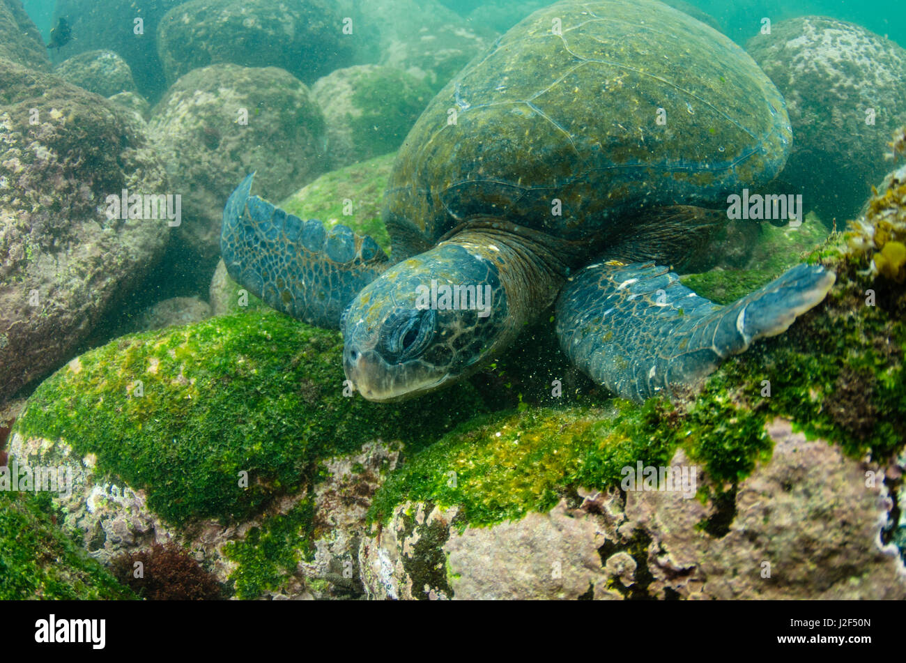 Galapagos Green Sea Turtle (Chelonia mydas agassizi) underwater, Galapagos Islands, Ecuador, Endemic Subspecies Stock Photo