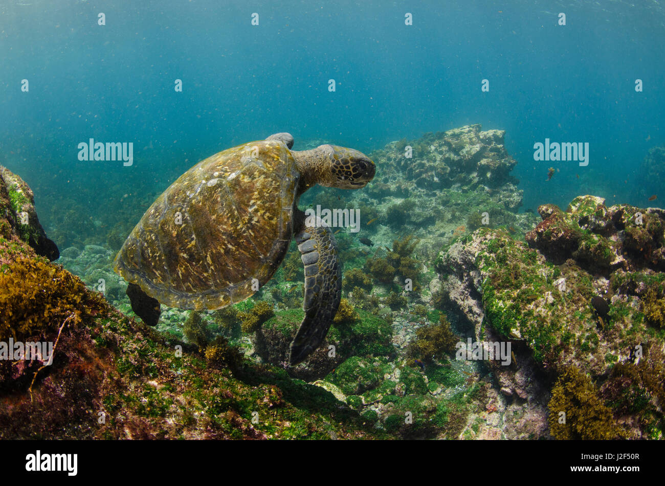 Galapagos Green Sea Turtle (Chelonia mydas agassizi) underwater