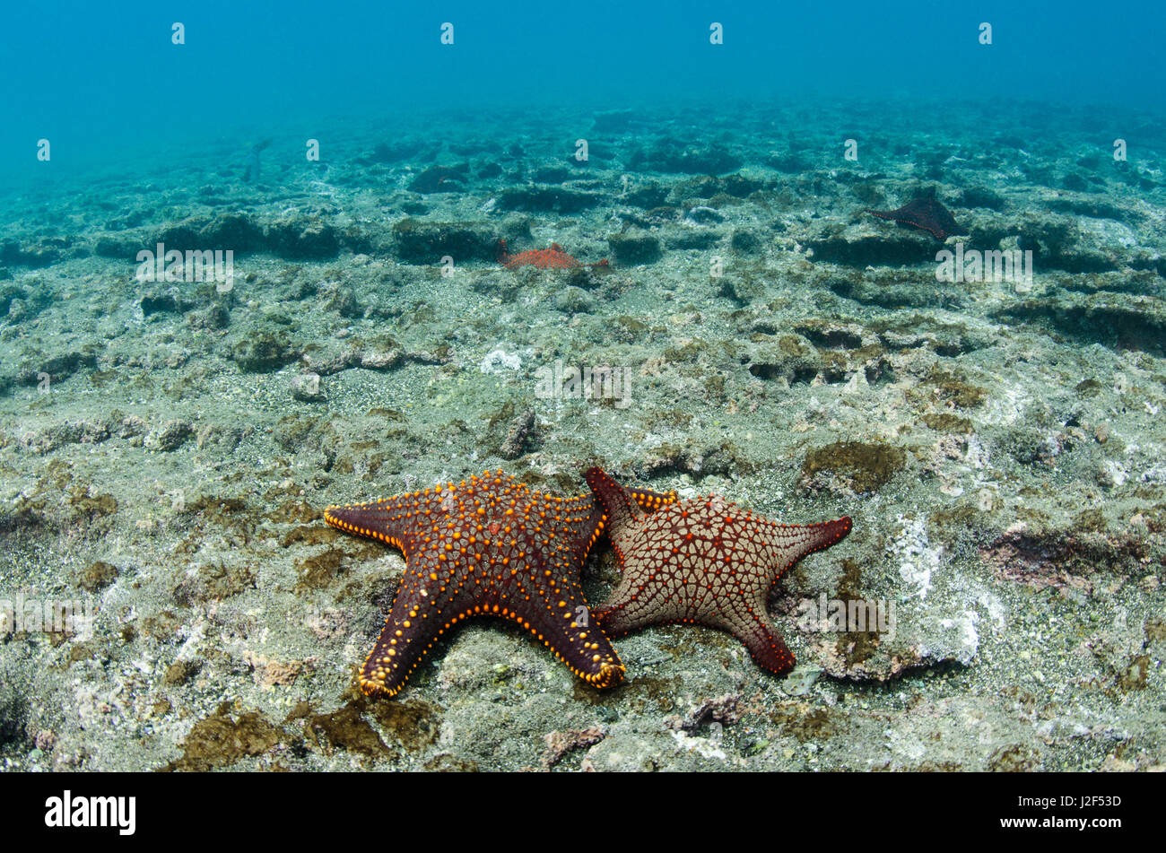 Panamic Cushion Star (Pentaceraster cummingi) Galapagos Islands, Ecuador. Stock Photo