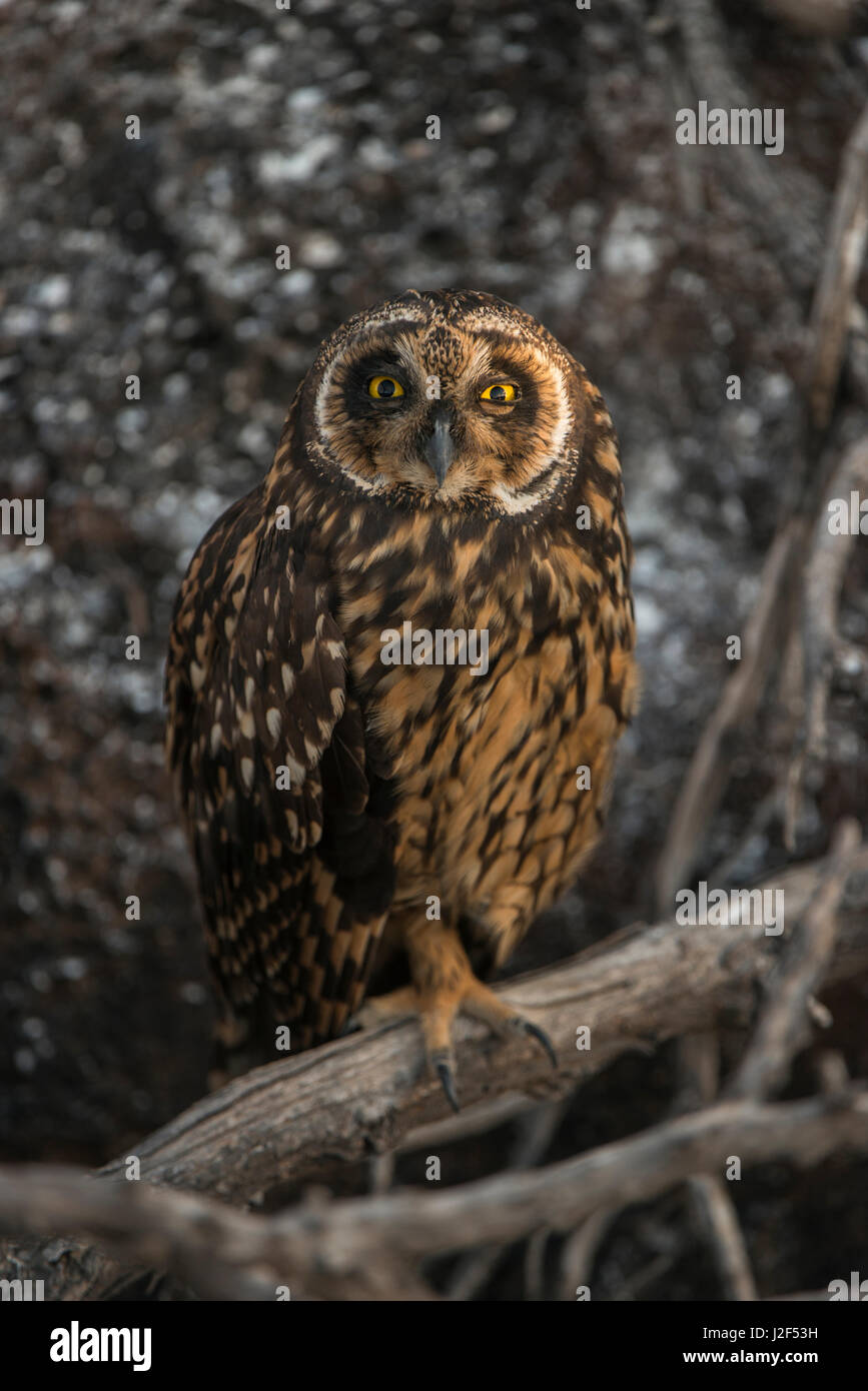 Short-eared Owl (Asio Flammeus galapagoensis) Tower Island, Genovesa Island Galapagos Islands, Ecuador. Stock Photo
