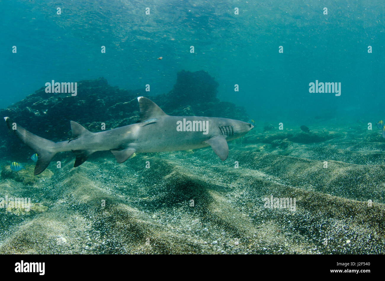 White-tipped Reef Shark (Triaenodon obesus) Ecuador. They inhabit rocky reefs and boulder strewn slopes. Nocturnal and generally lie motionless during the day on sandy bottoms near rocky outcrops or under ledges or in caves. Stock Photo
