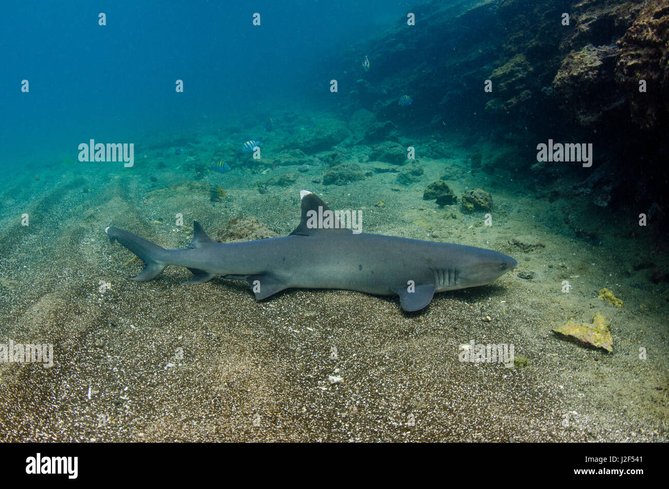 White-tipped Reef Shark (Triaenodon obesus) Ecuador. They inhabit rocky reefs and boulder strewn slopes. Nocturnal and generally lie motionless during the day on sandy bottoms near rocky outcrops or under ledges or in caves. Stock Photo