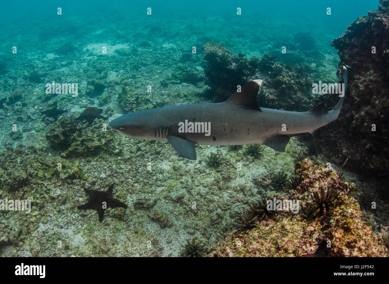 White-tipped Reef Shark (Triaenodon obesus) Ecuador. They inhabit rocky reefs and boulder strewn slopes. Nocturnal and generally lie motionless during the day on sandy bottoms near rocky outcrops or under ledges or in caves. Stock Photo