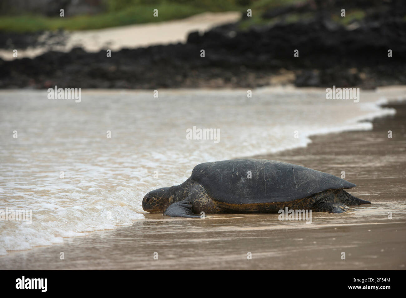 Galapagos Green Sea Turtle (Chelonia mydas agassizi) Nesting Female. Floreana Island, Galapagos Islands, Ecuador. Stock Photo