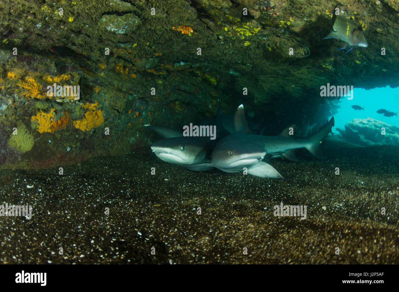 White-tipped Reef Shark (Triaenodon obesus) Ecuador. Nocturnal and generally lie motionless during the day on sandy bottoms near rocky outcrops or under ledges or in caves. Stock Photo
