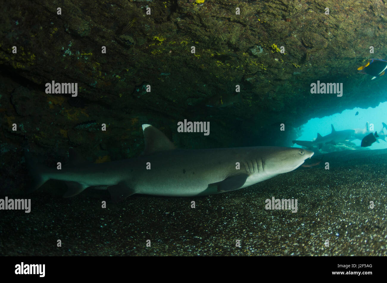 White-tipped Reef Shark (Triaenodon obesus) Ecuador. Nocturnal and generally lie motionless during the day on sandy bottoms near rocky outcrops or under ledges or in caves. Stock Photo