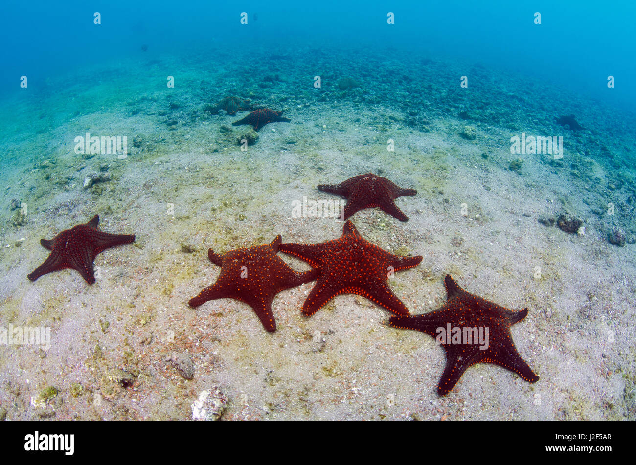 Panamic Cushion Star (Pentaceraster cummingi), Galapagos Islands, Ecuador. Stock Photo