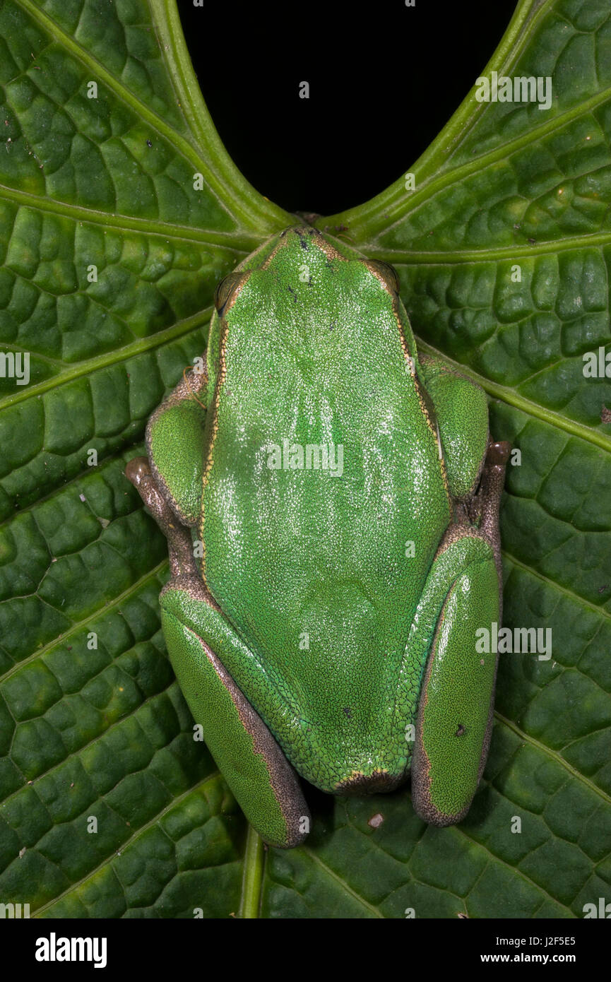Marsupial frog (Gastrotheca orophylax) Captive, Andean and inter Andean valleys north and central Ecuador. Endangered declining population Stock Photo