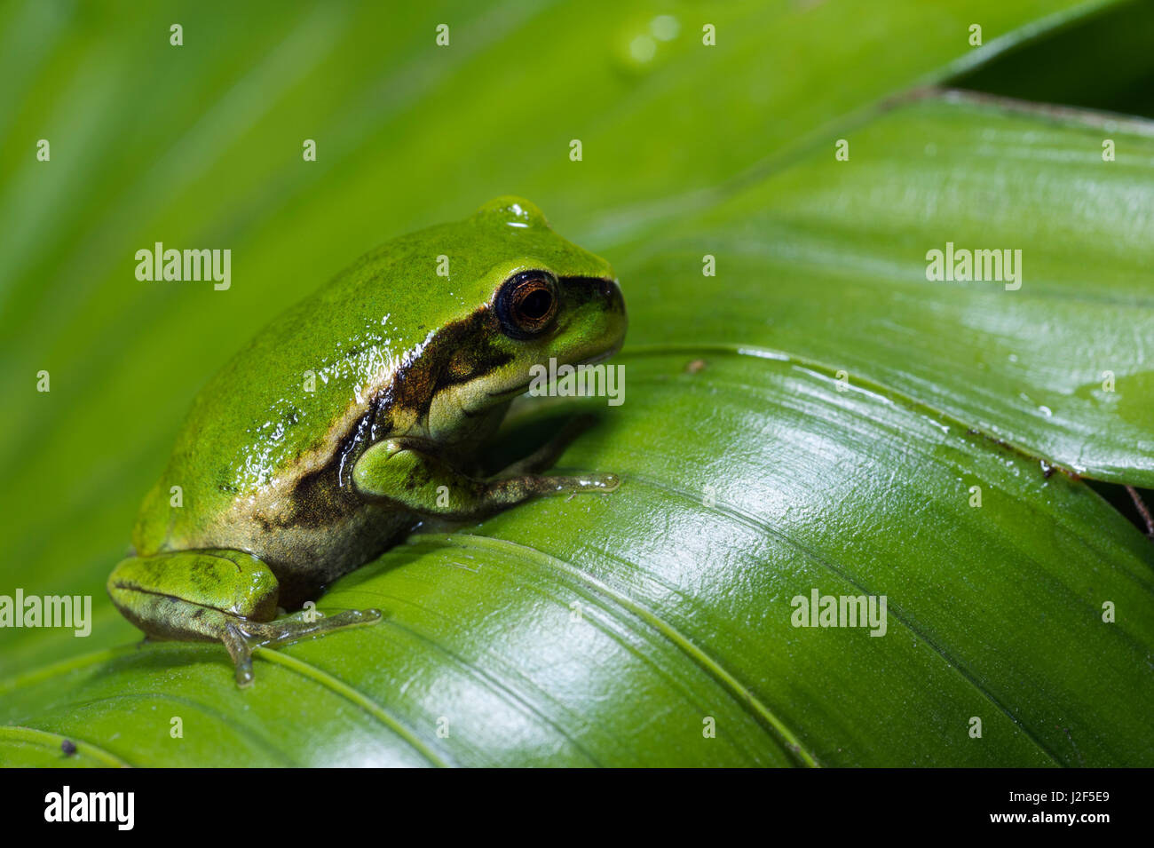 Andean Marsupial tree frog (Gastrotheca riobambae) froglet, Captive, Central and north Ecuador. Threatened species due to habitat loss. Endangered declining population Stock Photo