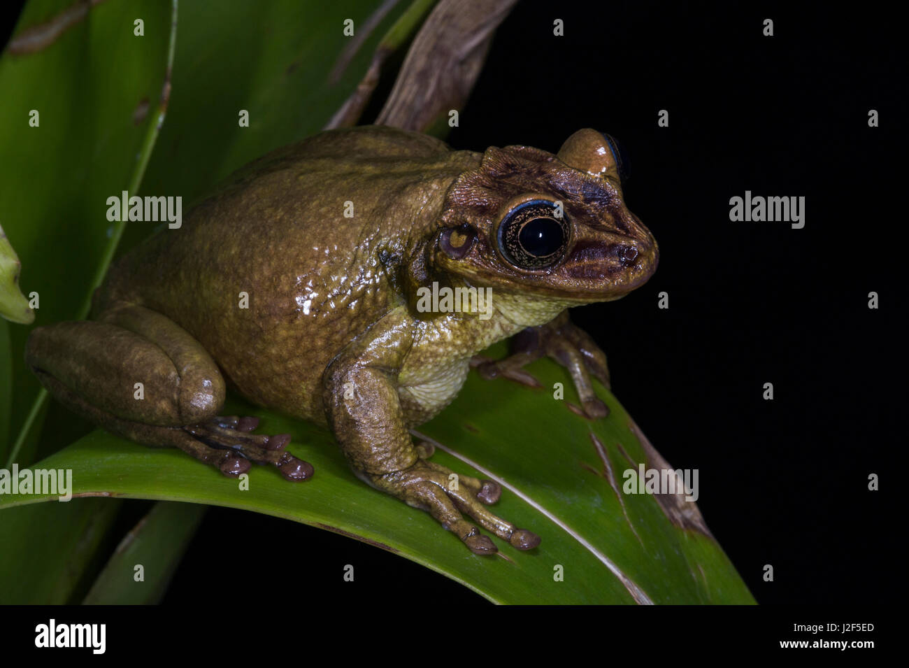 Jordan's casque-headed tree frog (Trachycephalus jordani) Ecuador, South America Range Stock Photo