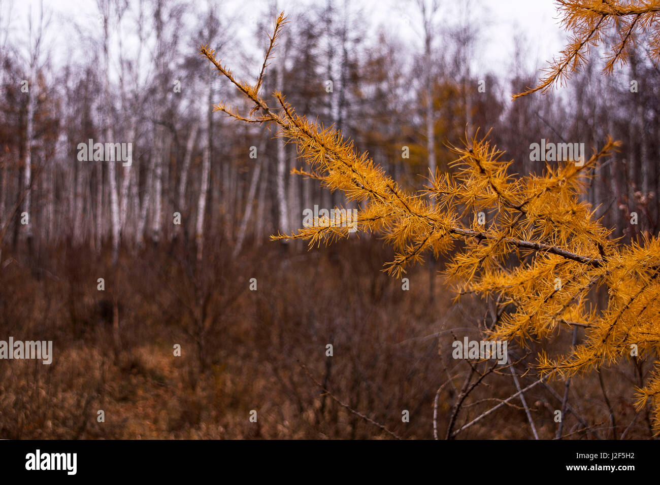 Close up of larch tree branches hi-res stock photography and images - Alamy
