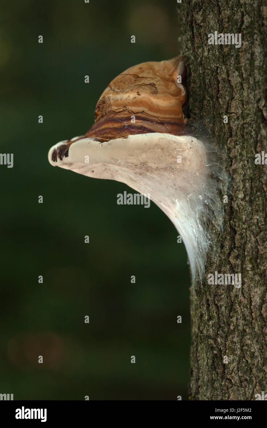 Tinder fungus (Fomes fomentarius) on a beech tree Stock Photo