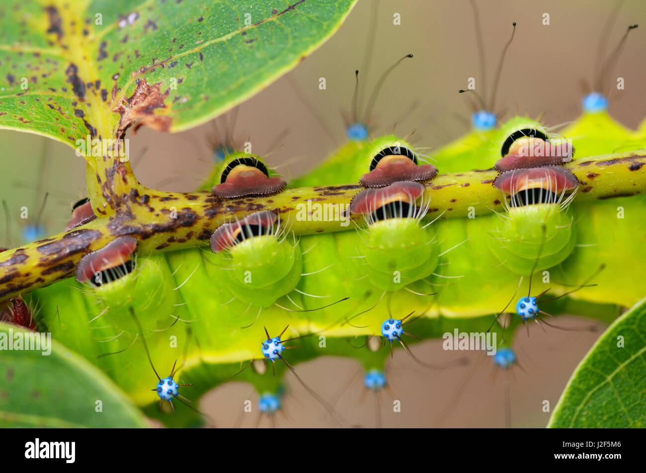 Giant Peacock Moth, detail of the feet of the caterpillar Stock Photo