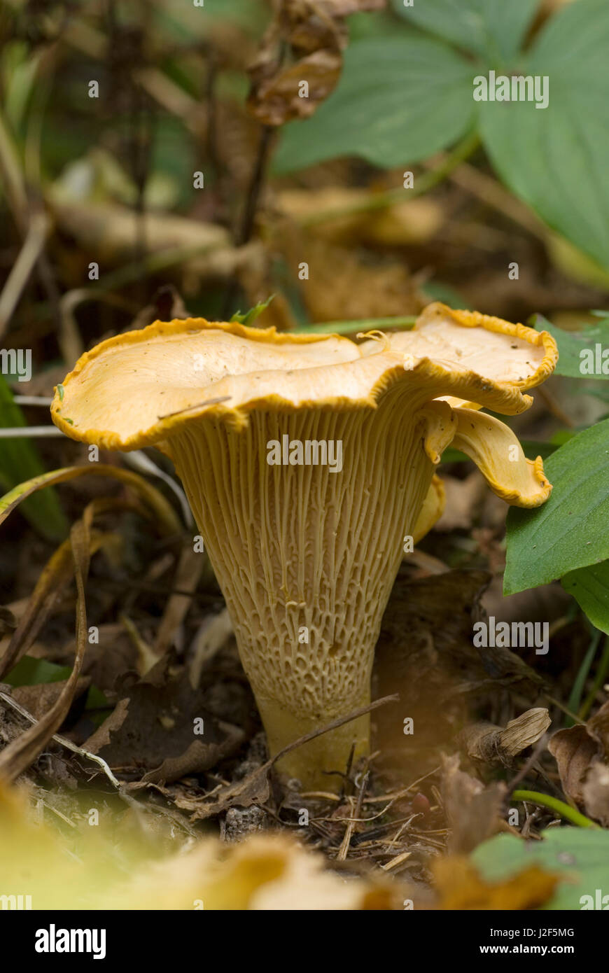 A Chanterelle (Cantharellus cibarius) in the forest. Stock Photo