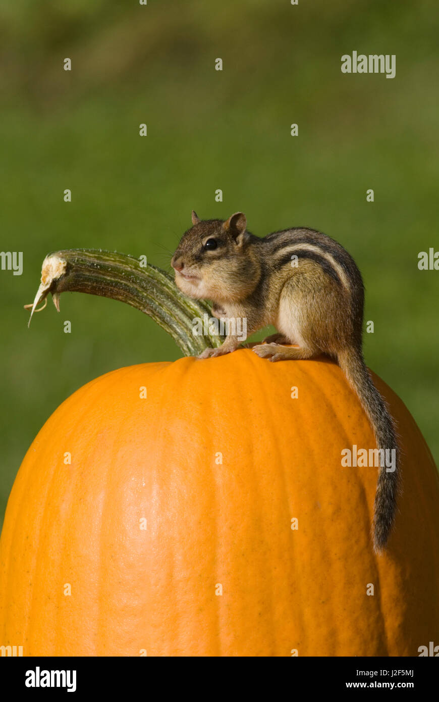 A Eastern Chipmunk (Tamias striatus) sitting on a pumpkin. Stock Photo