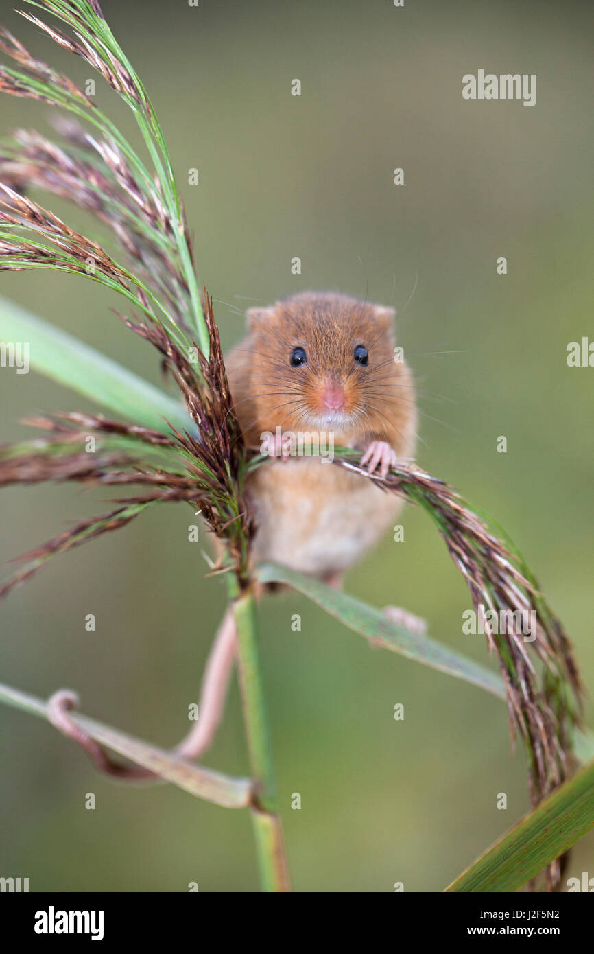 harvest mouse climbing in reed Stock Photo