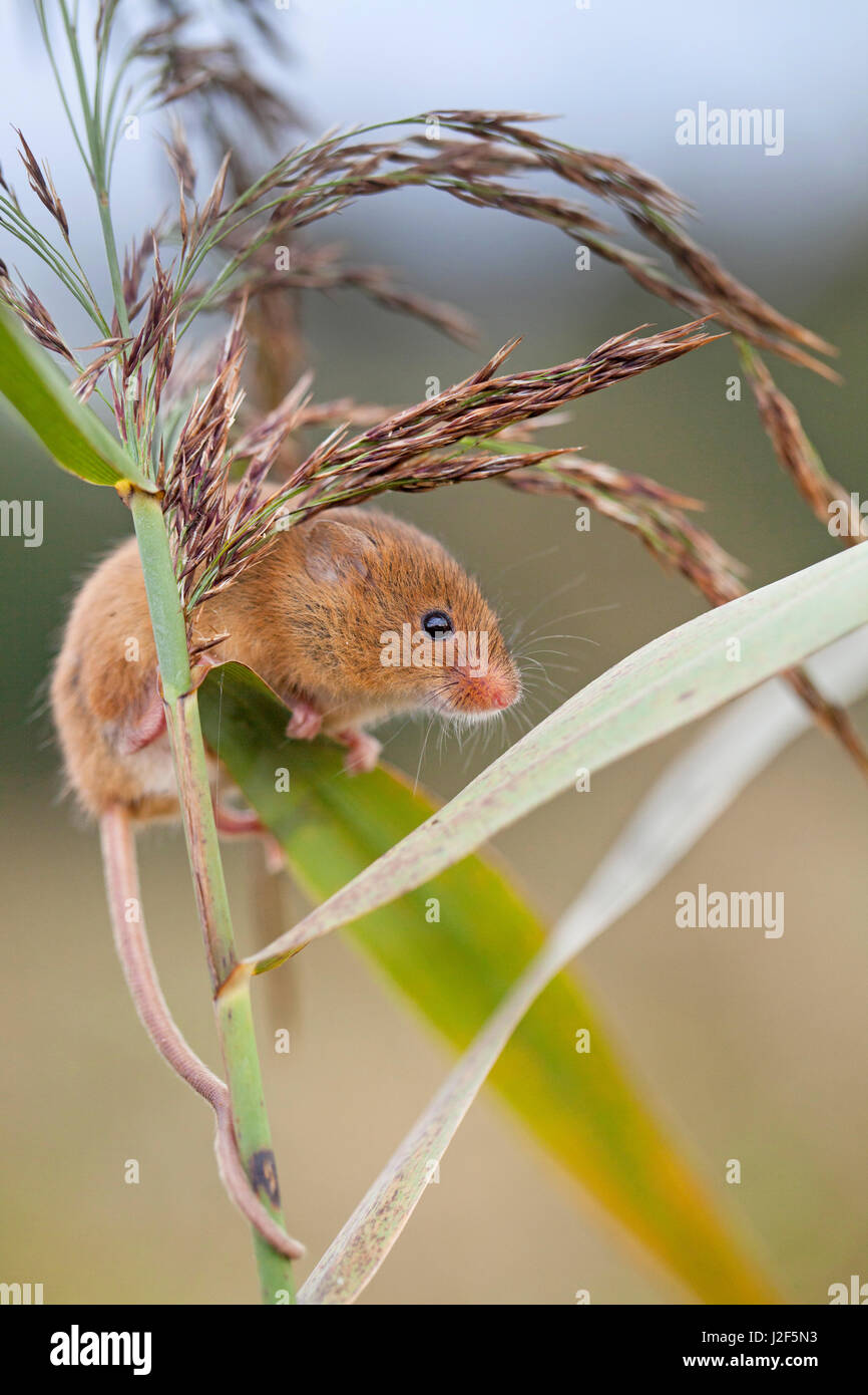 harvest mouse climbing in reed Stock Photo