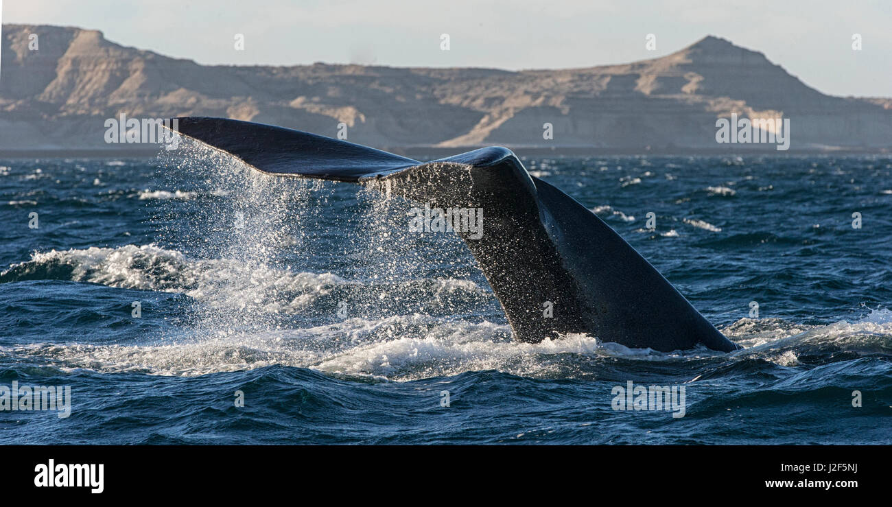 Southern Right Whale (Eubalaena australis) diving near the coast at Peninsula Valdes Argentina Stock Photo