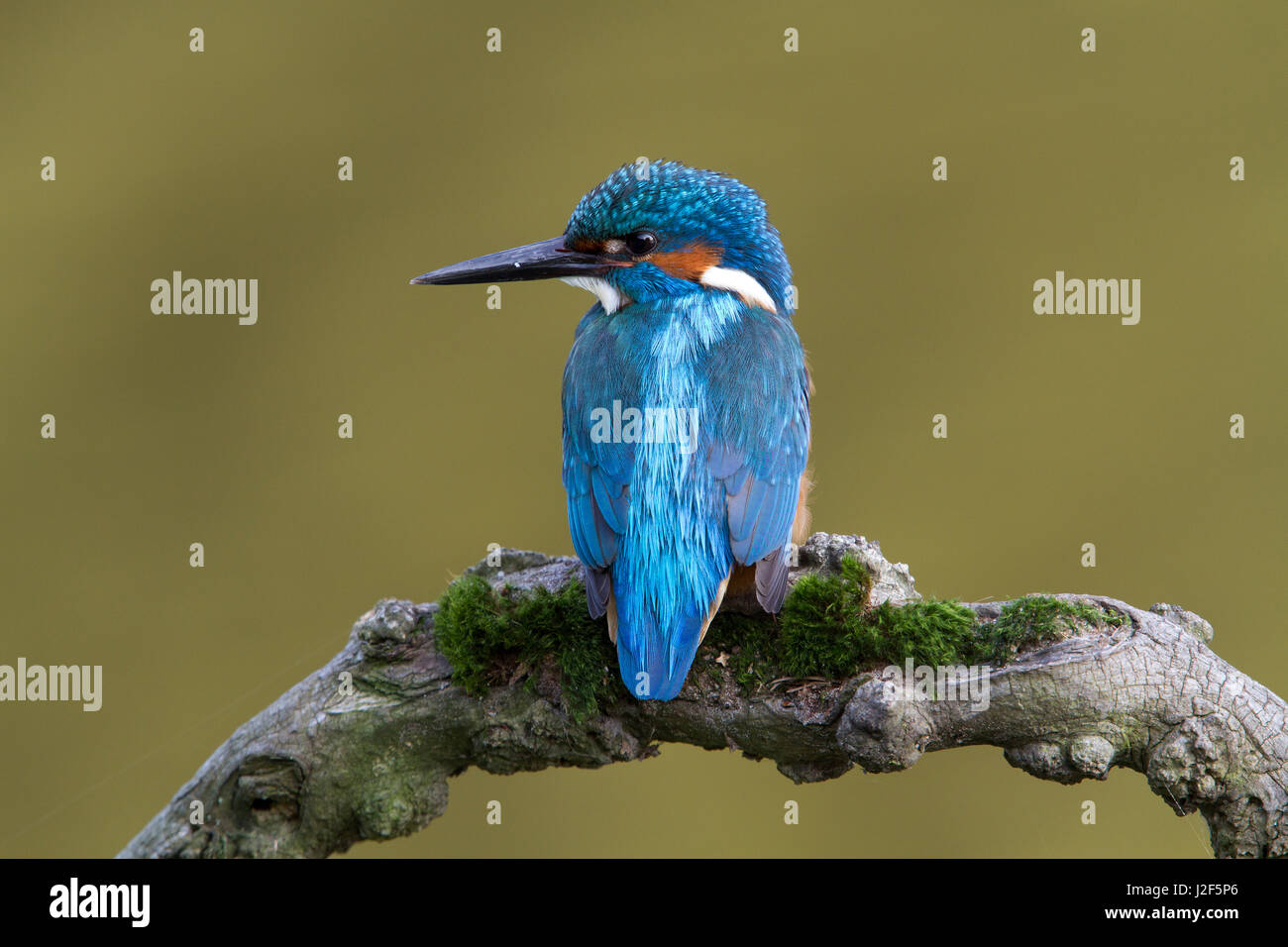 male kingfisher Stock Photo