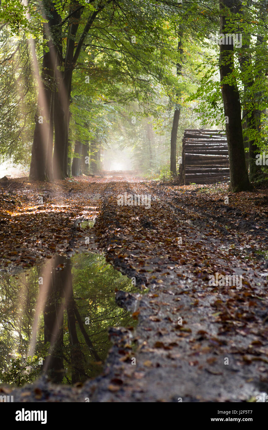 sun reflecting in a puddle on a muddy forest path Stock Photo